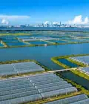  农业鱼塘及温室大棚航拍2979#横屏 	 