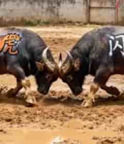  泥地中彩绘公牛对峙画面2191#横屏 	 