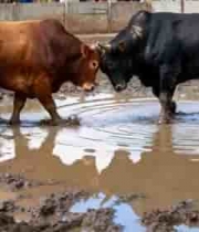  泥地中两头牛相斗场景72#横屏 	 