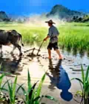  农民水田驱牛耕地素材2434#横屏 	 
