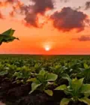  农田智能农业机器人耕地1164#横屏 	 -