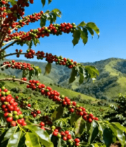 山坡上的成熟咖啡豆植株1479#横屏 