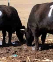  牧场编号肉牛饮水画面2323#横屏 	 