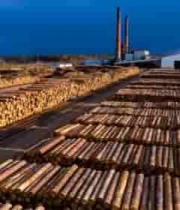  木材堆放场地全景素材1237#横屏 	 
