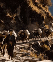 山间行人赶牛驮物画面4980#横屏 