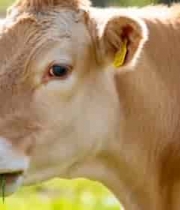  奶牛特写吃草画面507#横屏 	 