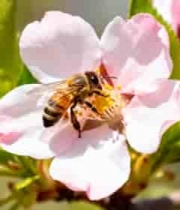  蜜蜂于花朵上采蜜特写(1)1718#横屏 	 - 