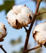  棉花植株特写素材3038#横屏 	 