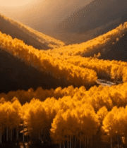 山谷间秋日金黄树林景象27#横屏 