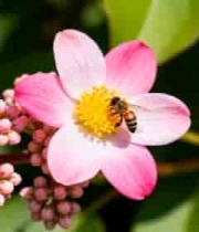  蜜蜂采蜜特写素材1793#横屏 	 