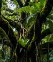  茂密森林中的繁茂植物景观795#横屏 	 