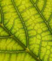  绿色树叶微距特写1210#横屏 	 