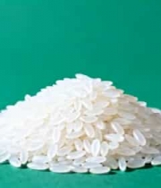  绿色背景上的大米特写906#横屏 	 -