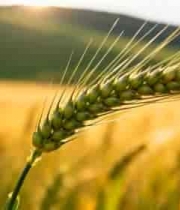  麦田麦穗特写3027#横屏 	 