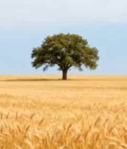  麦田中一棵孤树景象139#横屏 	 -