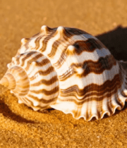 沙滩上的海螺特写2292#横屏 