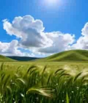  麦田蓝天白云自然风光704#横屏 	 