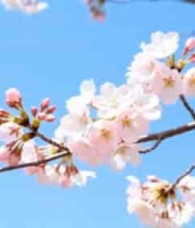  蓝天背景下绽放的樱花1705#横屏 	 