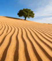 沙漠中一棵绿树的景象268#横屏 