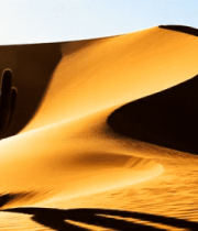 沙漠中仙人掌与沙丘景观4741#横屏 