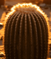 沙漠中阳光下的仙人掌特写5338#横屏 