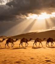 沙漠中骆驼群逆光行进4688#横屏 