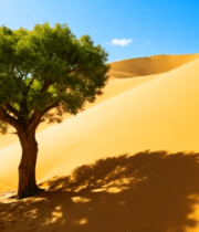 沙漠中孤树立于沙丘5028#横屏 