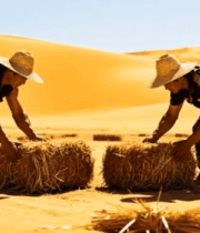 沙漠中工人搬运草垛素材5342#横屏 