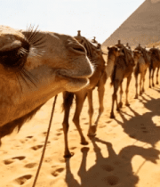 沙漠中骆驼队与埃及金字塔4586#横屏 