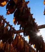  晾晒中的干烟叶素材1798#横屏 	 