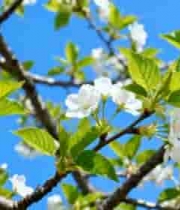  蓝天背景下盛开的樱花1198#横屏 	 - 