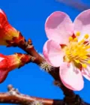  蓝天背景下绽放的粉色花朵2996#横屏 	 -