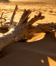 沙漠中枯木景象1447#横屏 