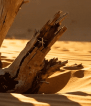 沙漠中枯木特写2026#横屏 