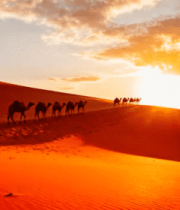 沙漠夕阳下的驼队景观3859#横屏 