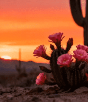 沙漠仙人掌日落景象1218#横屏 