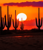 沙漠仙人掌日落景象(1)3951#横屏 