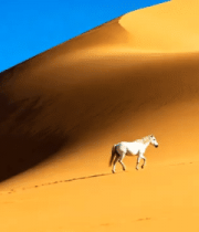 沙漠中白马独行530#横屏 