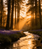 森林雪景中的极光景象3580#横屏 