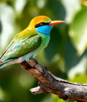 色彩斑斓小鸟栖息树枝画面346#横屏 