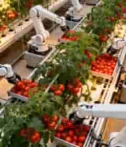  机械臂温室采摘西红柿素材2505#横屏 	 