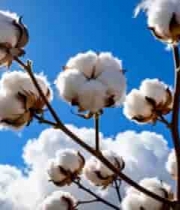  蓝天白云下的棉花1002#横屏 	 
