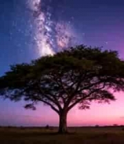  旷野孤树星空夜景1428#横屏 	 -