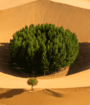 沙漠中的绿植绿洲景观4560#横屏 