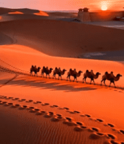 沙漠夕阳下的骆驼队4758#横屏 