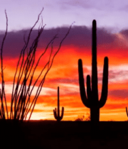 沙漠仙人掌日落风光4426#横屏 