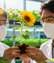  科研人员实验室观察向日葵植株332#横屏 	 