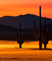 沙漠日落仙人掌风景2921#横屏 
