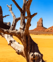 沙漠枯树与红色岩石景观3426#横屏 