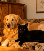 沙发上的金毛犬与黑猫3924#横屏 